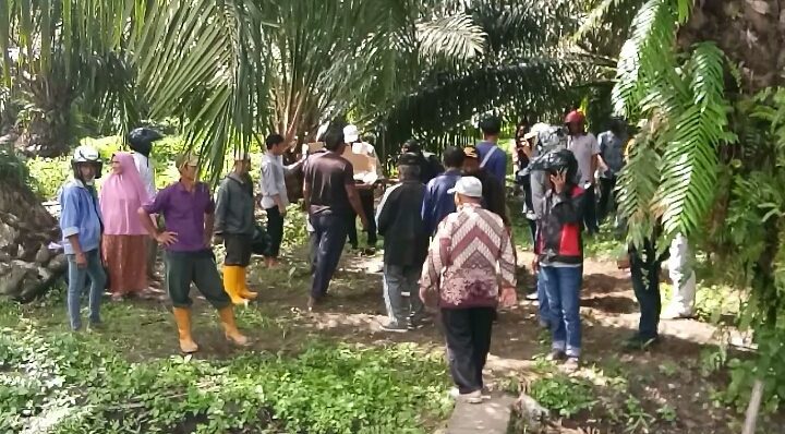 Rekomendasi Gubernur Sulbar Tak Bertaji, Warga Tikke Akhirnya Duduki Kebun Sawit PT Mamuan