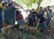 Qurban 4 Ekor Sapi, Puri Mutiara 2 Kokohkan Silaturahmi