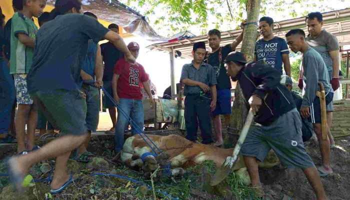 Qurban 4 Ekor Sapi, Puri Mutiara 2 Kokohkan Silaturahmi