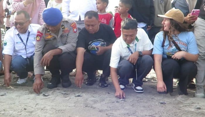 1530 Tukik Dilepasliarkan Warnai Festival Penyu di Pantai Mampie