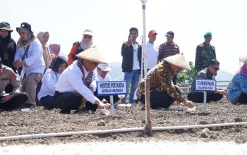 Potensi Unggul Bawang Merah Majene: Mentan Amran dan Gubernur Sulbar Berkomitmen Tingkatkan Produksi