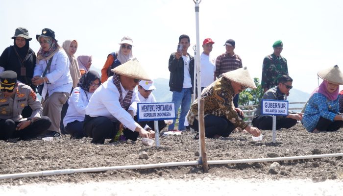 Potensi Unggul Bawang Merah Majene: Mentan Amran dan Gubernur Sulbar Berkomitmen Tingkatkan Produksi