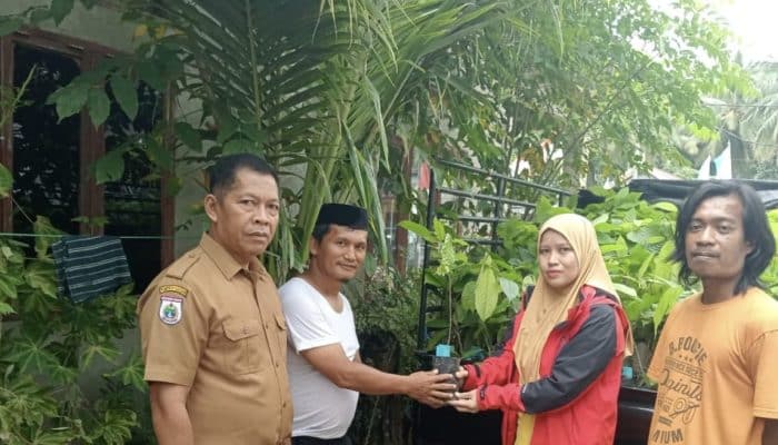 Rangkaian Festival Sandeq Teluk Mandar, Dinas Perkebunan Sulbar Salurkan Bantuan Benih Kakao